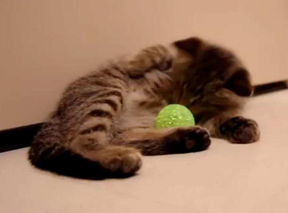 Blind Kitten Plays With Toys For The First Time [VIDEO]