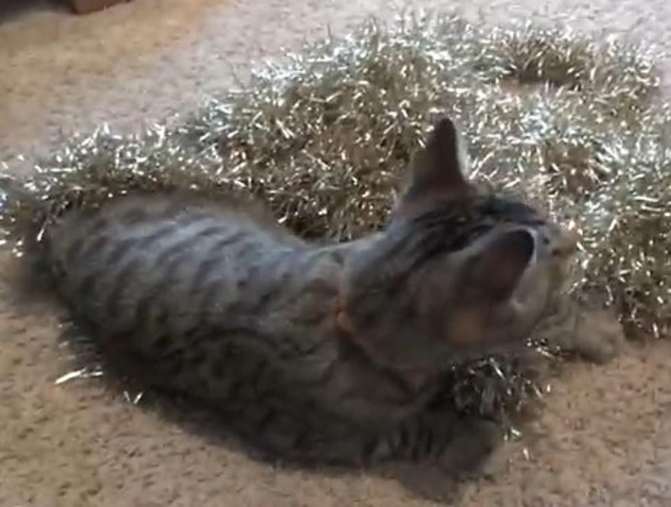 Oskar The Cat Takes On Christmas Tree [VIDEO]