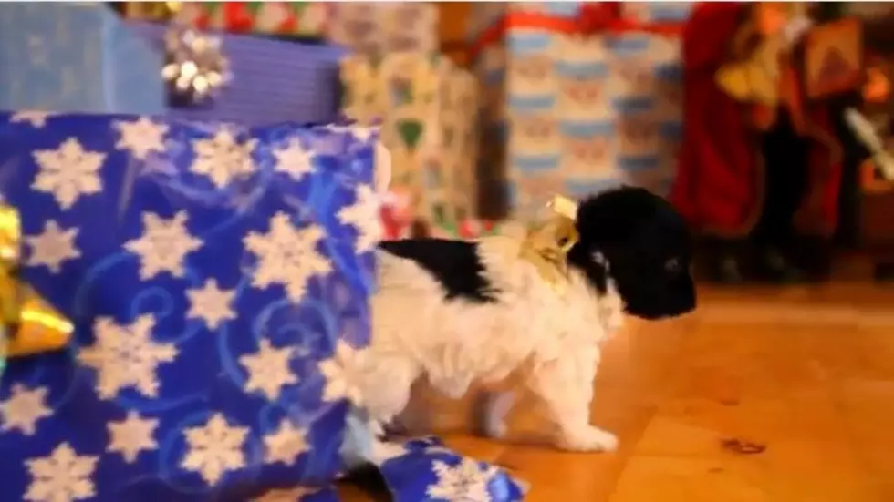 Amazingly Sweet Puppy Christmas [VIDEO]
