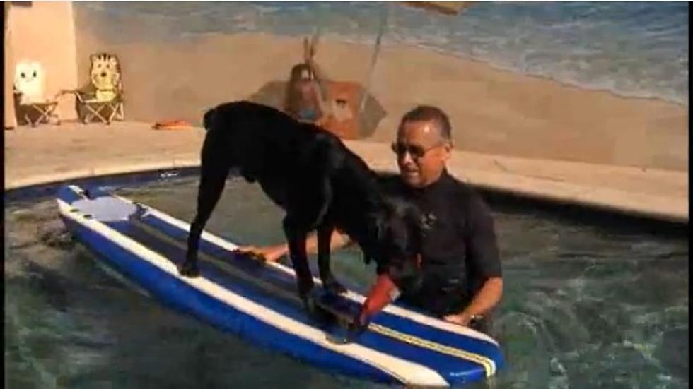Rescue Dog Learns to Surf With Only Three Legs [VIDEO]