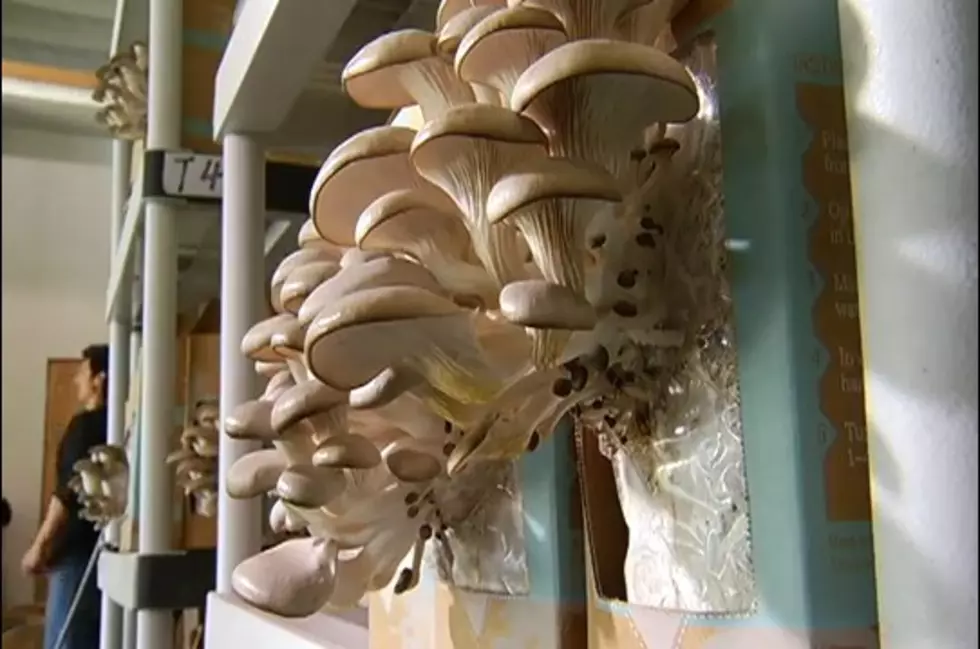 Why Buy, When You Can Grow Your Own Mushrooms