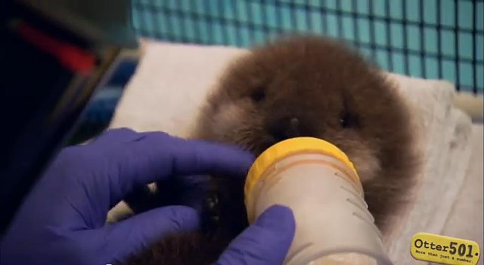 WATCH: Baby Otter Introduced to Water