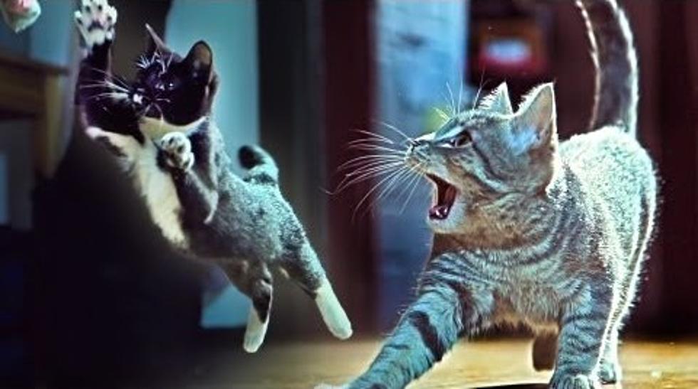 Kittens On The Beat Attack Dancing Guys [VIDEO]