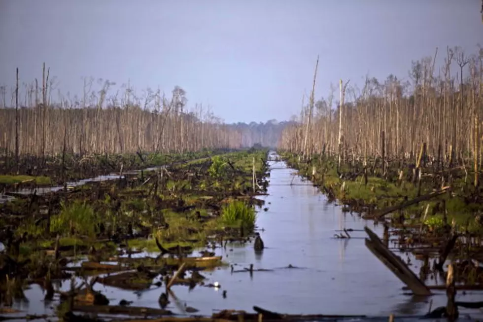 Naked and Afraid in Louisiana&#8217;s Atchafalaya Swamp [Video]