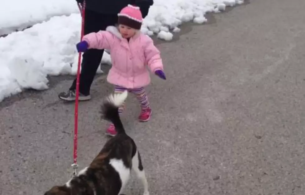 dog walks kid