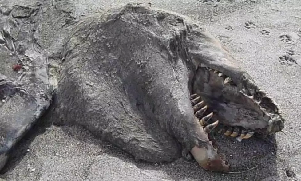 What Is the Strange Sea Monster That Washed Up on New Zealand&#8217;s Pukehina Beach?