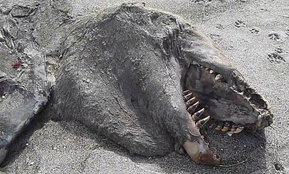 What Is the Strange Sea Monster That Washed Up on New Zealand’s Pukehina Beach?