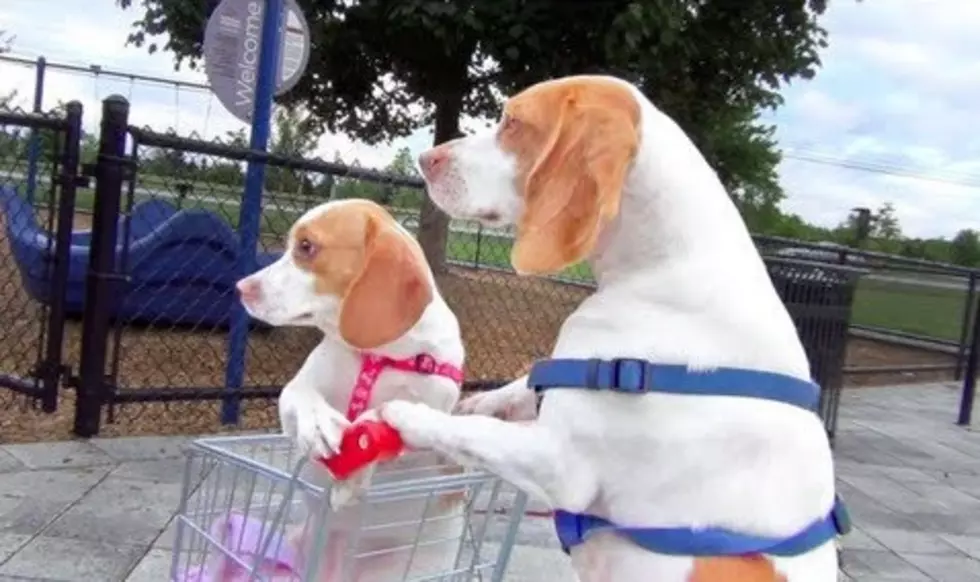 Watch a Cute Beagle Dog Push Another Dog Around in a Shopping Cart