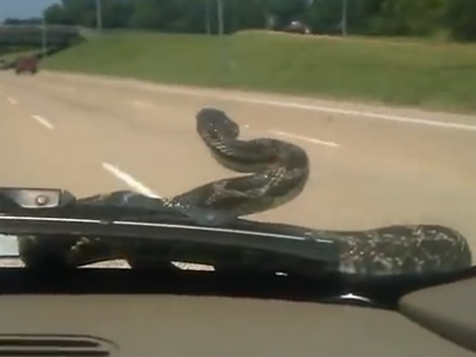 You’re Driving Down the Road With A Snake On Your Car (Video)