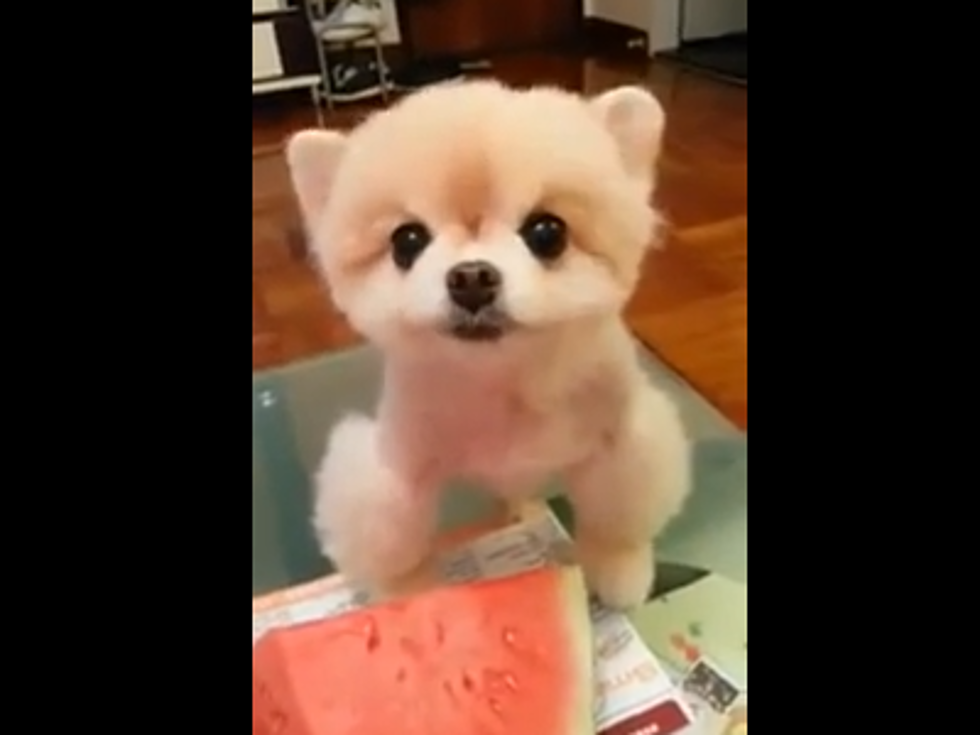 World’s Cutest Puppy Eating Watermelon (Video)