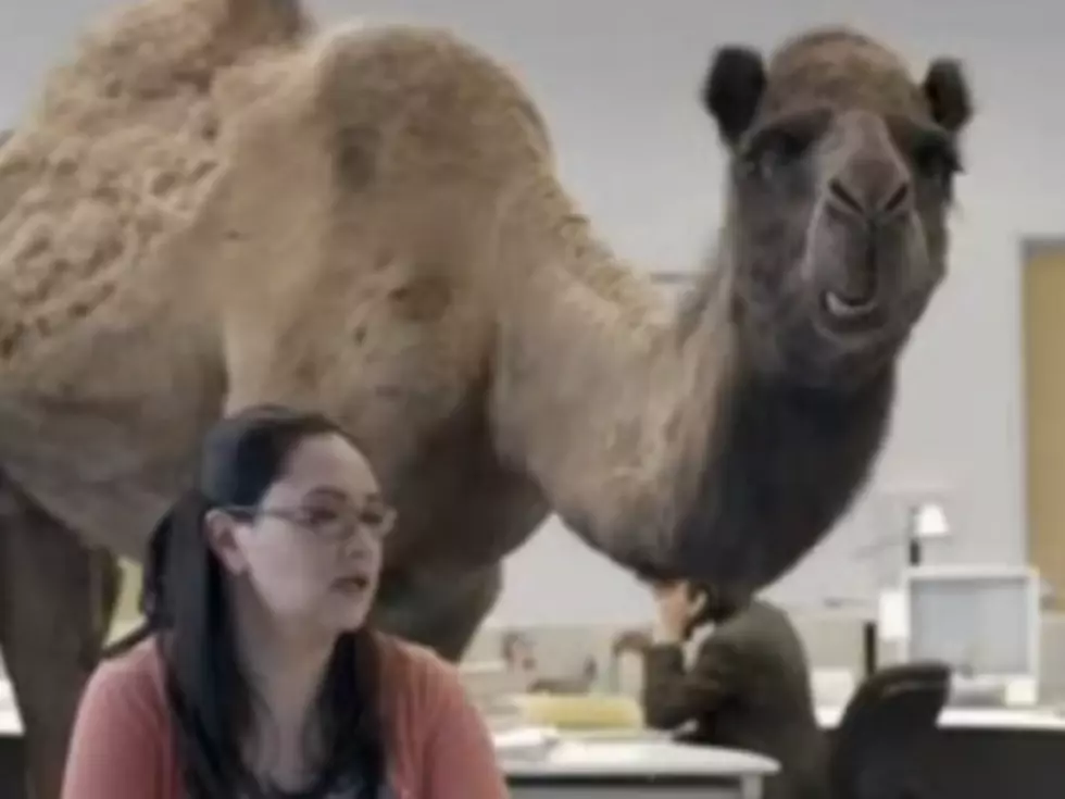Behind the Scenes of Geico’s ‘Hump Day’ Commercial: See How It Was Made (Video)