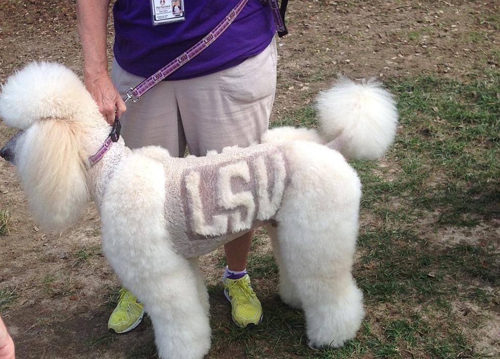 Hardcore LSU Tigers Fan Shaves LSU Logo on Dog — Is This Too Far? [POLL]
