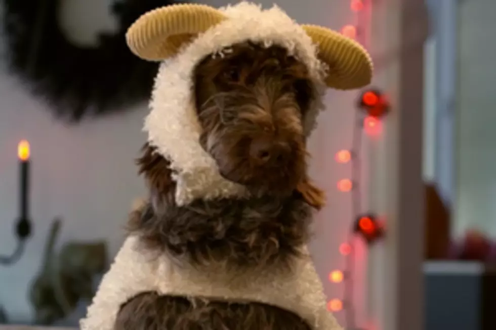 Funniest Halloween Commercials 2013: Target&#8217;s Talking Dogs