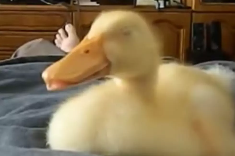 Amazingly Cute – And Very Funny – Snoring Baby Duck (Video)