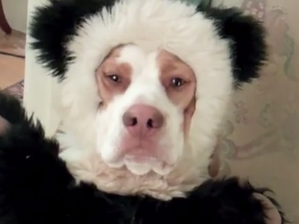 Robert J Wright’s Dog Video of the Day: The Ultimate Doggie Shaming Video