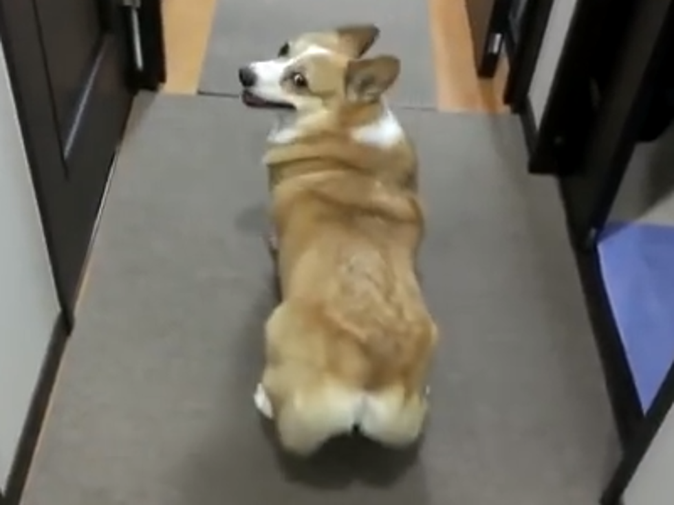 Dogs Can Twerk! Who Knew? (Video)