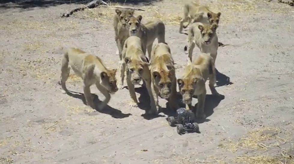 Watch What Happens When Photographer Chris McLennan Sends a Remote Control Car With a Camera Into a Pride of Lions [Video]