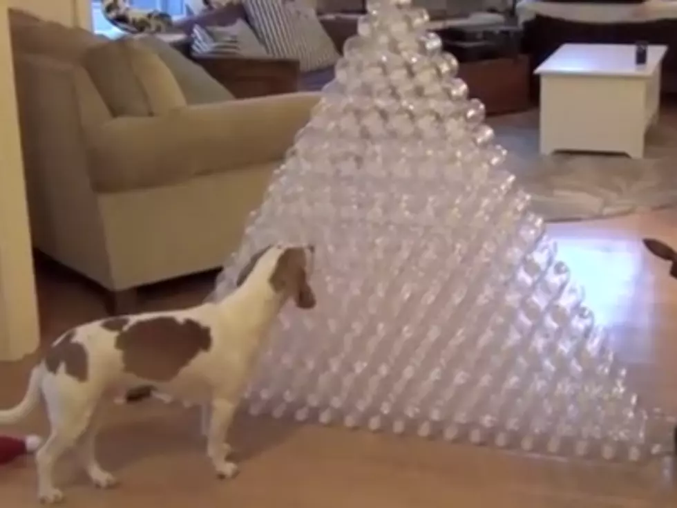 Lucky Dog Gets 210 Water Bottles For Christmas – Stand By For Chaos (Video)