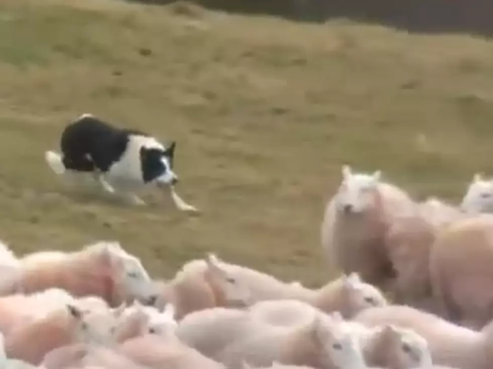 It’s Called ‘Extreme Sheep Art’ and It’s Amazing (Video)