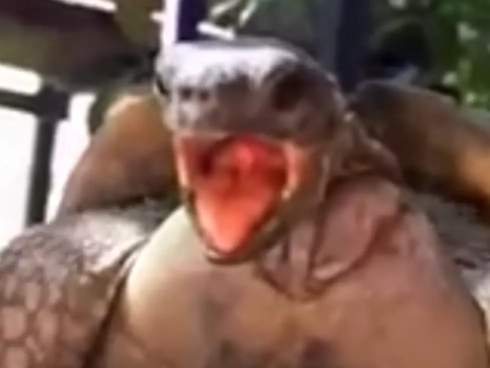 Mating Turtles Video: It’s Not At All What You Think, But It Is Incredibly Funny, and Incredibly NSFW