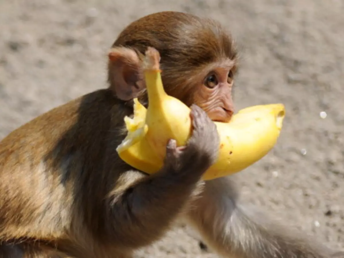 Бибизьяна с бонаном. Обезьяна с бананом. Obezyano s bansnom. Обезьяна ест. Про обезьян и бананы