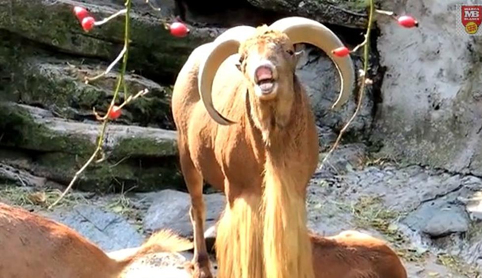 Forget ‘Game of Thrones’… Check Out ‘Game of Goats!’ [VIDEO]