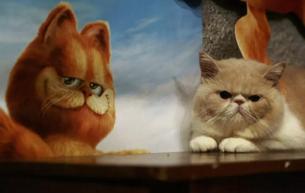 If Garfield The Cat Was Real… [VIDEO]
