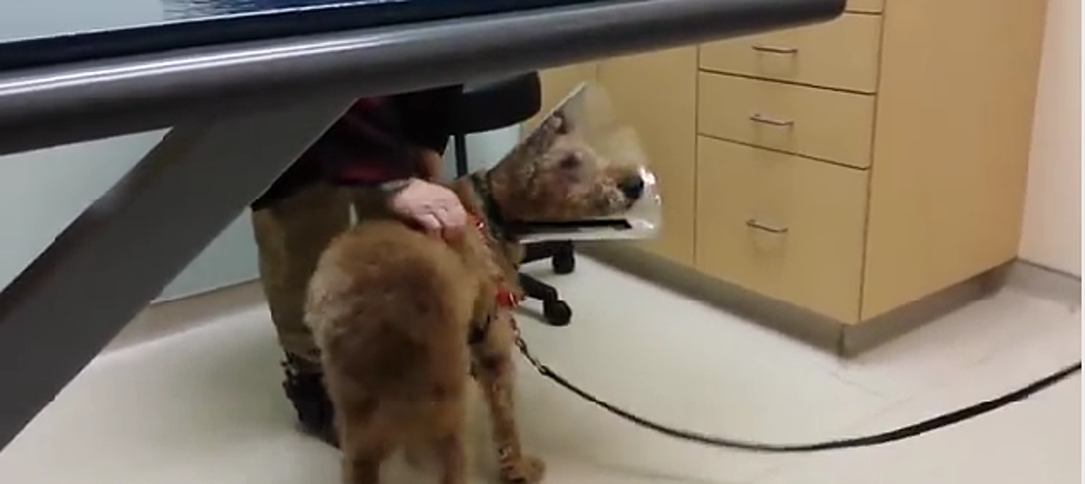 Formerly Blind Dog Sees Family Again After Surgery [Video]