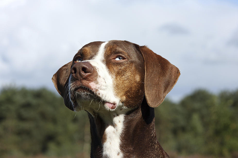 Meet Louisiana's State Dog