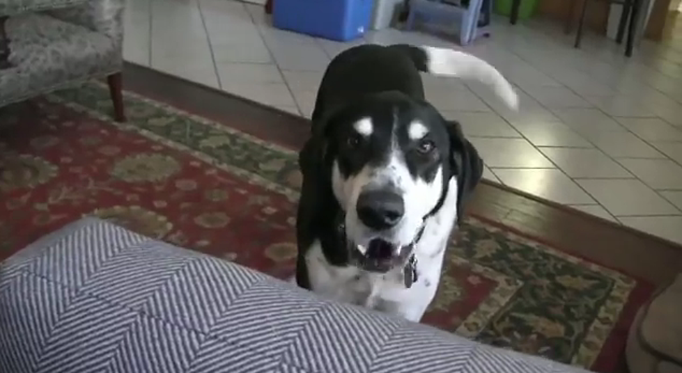 Doggy Wants A Kitty [Video]