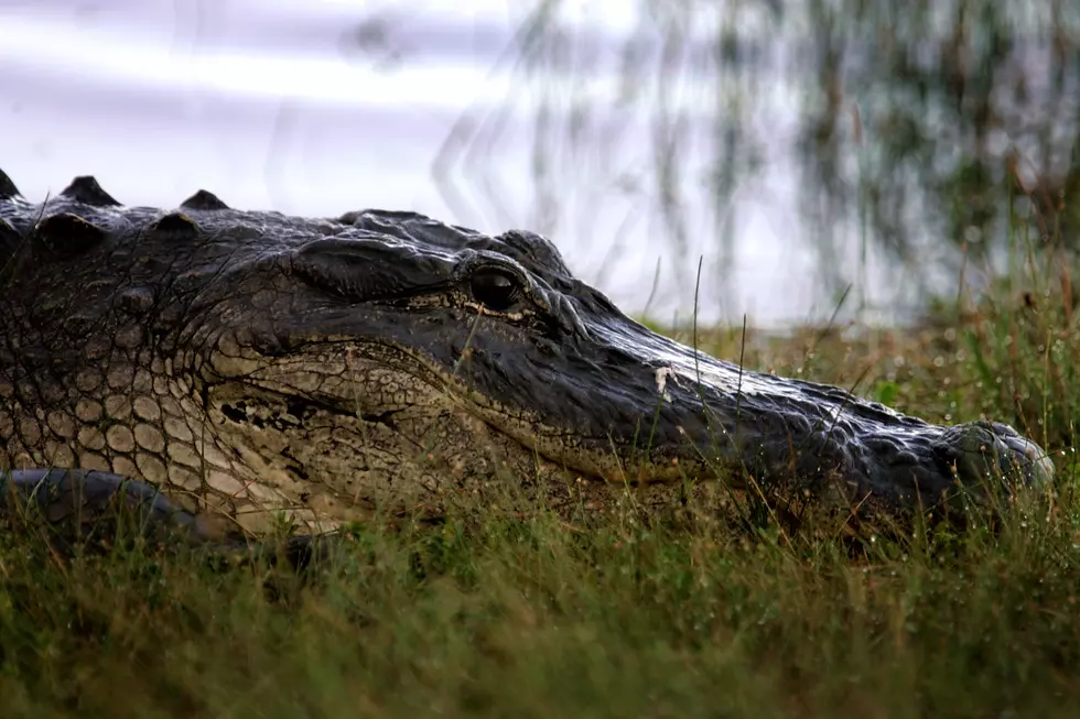 Up-Close Video of Two Alligators Fighting on a Golf Course