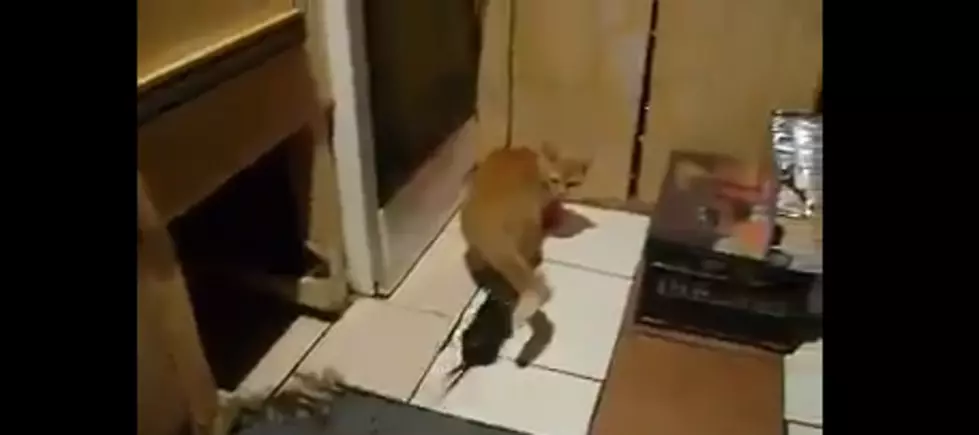 Rat Scares and Chases Cat [Video]
