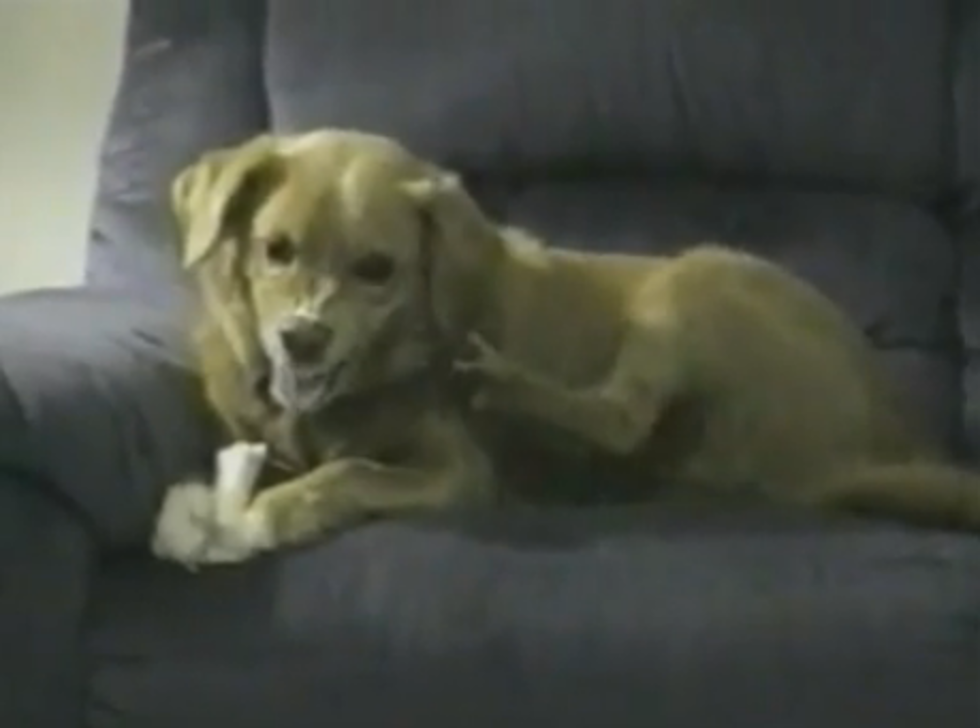 Dog&#8217;s Own Leg Tries To Steal Bone [Video]