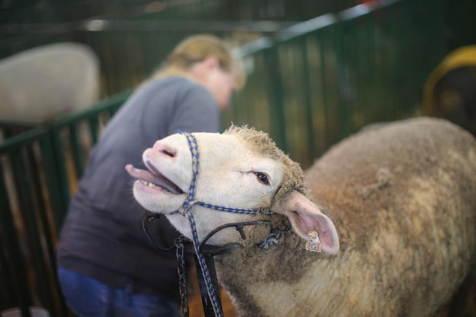 Heads Up! Riding A Sheep Might Be Detrimental To Your Health! [VIDEO]