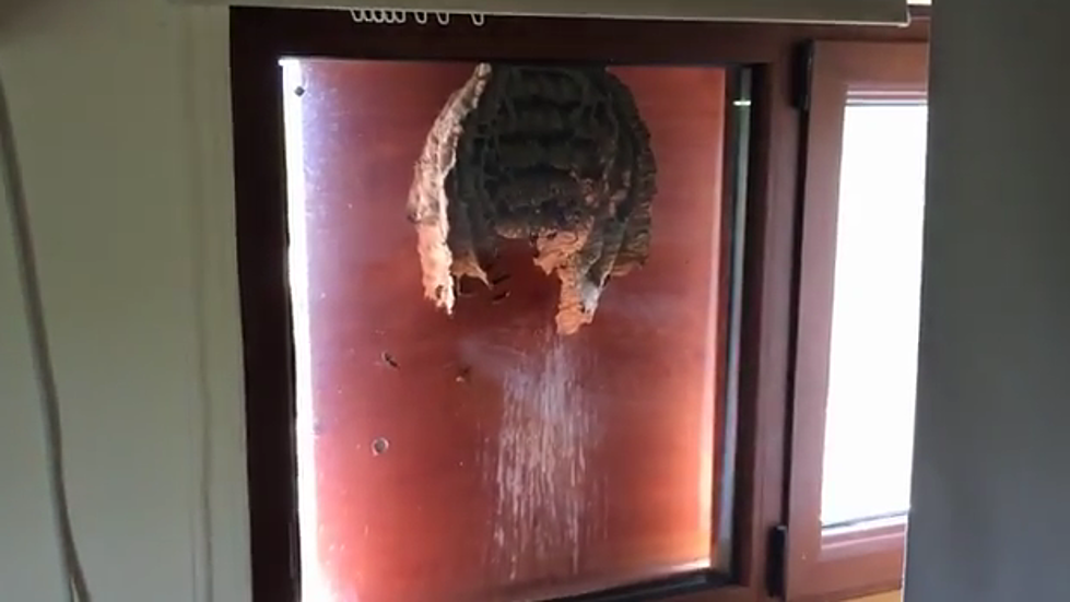 Huge Bee Hive On Man’s Window Caught On Video