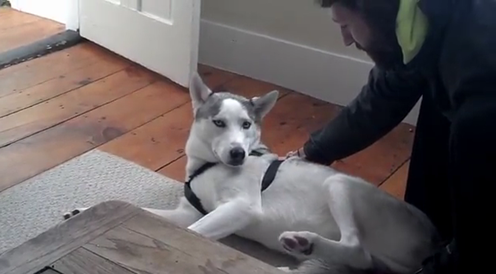 Husky Says “NO” To Going In His Kennel [Video]
