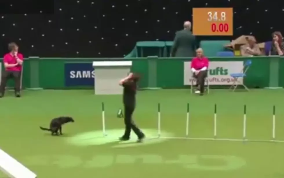 Dog Agility Course Fail [Funny Video]