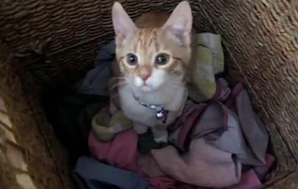 Funny Kitten Catches Laundry [Video]