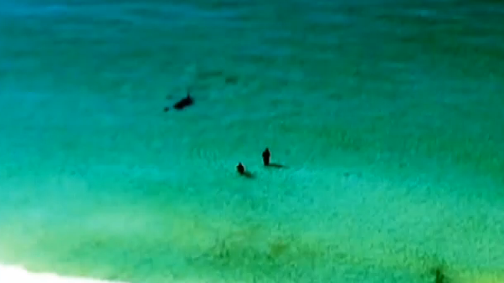 Slidell Residents Capture Video Of Shark Near Swimmers In Florida [Video]