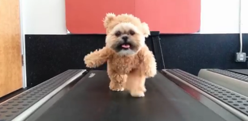 Is This An Exercising Dog or Bear?! [Video]