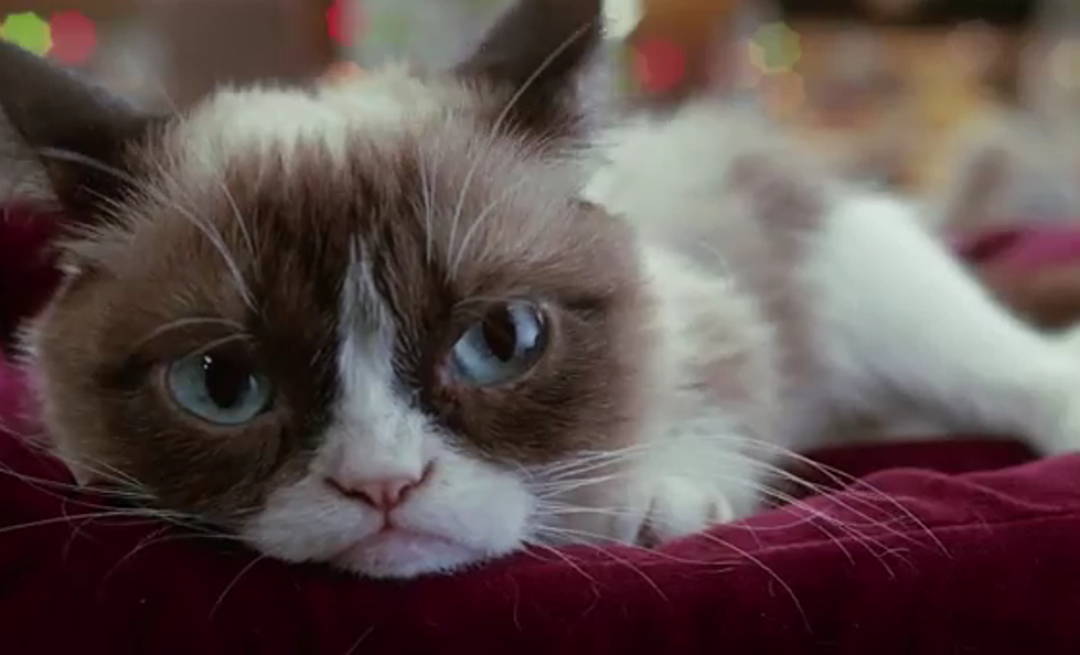 The Official Trailer For Grumpy Cat’s Worst Christmas [Video]