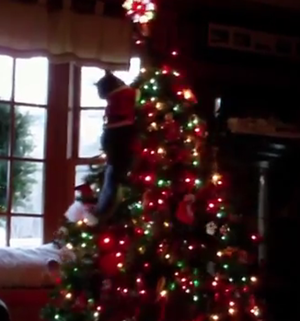 Cats Vs. Christmas Trees [Video]
