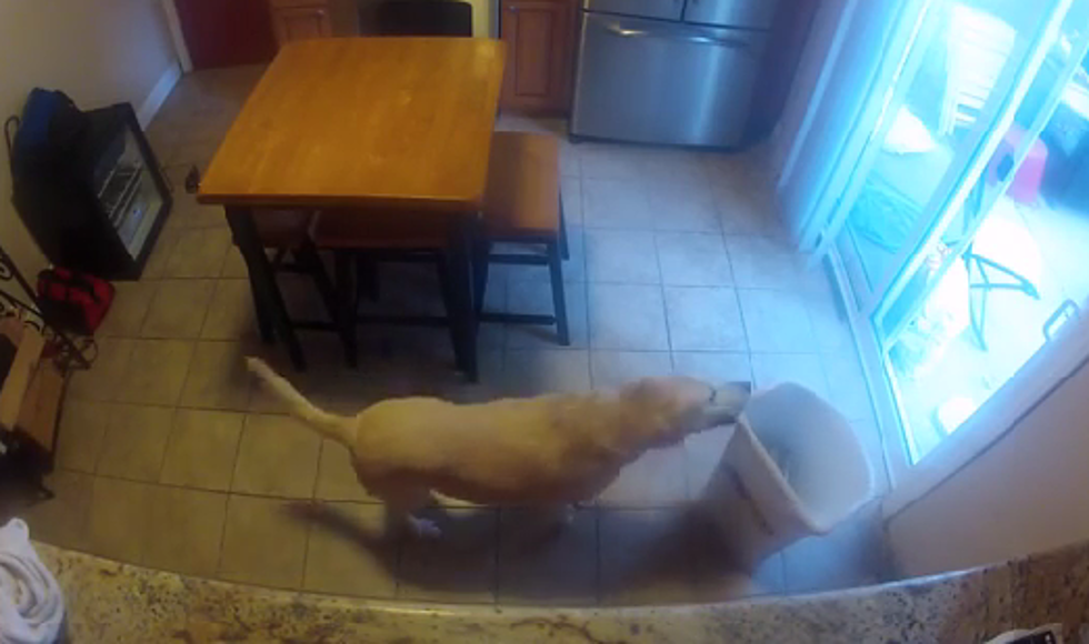 A Camera Catches Dog Destroying A Kitchen [Video]
