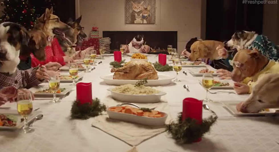 Dogs And Cats Eat Christmas Dinner With Human Hands [Video]