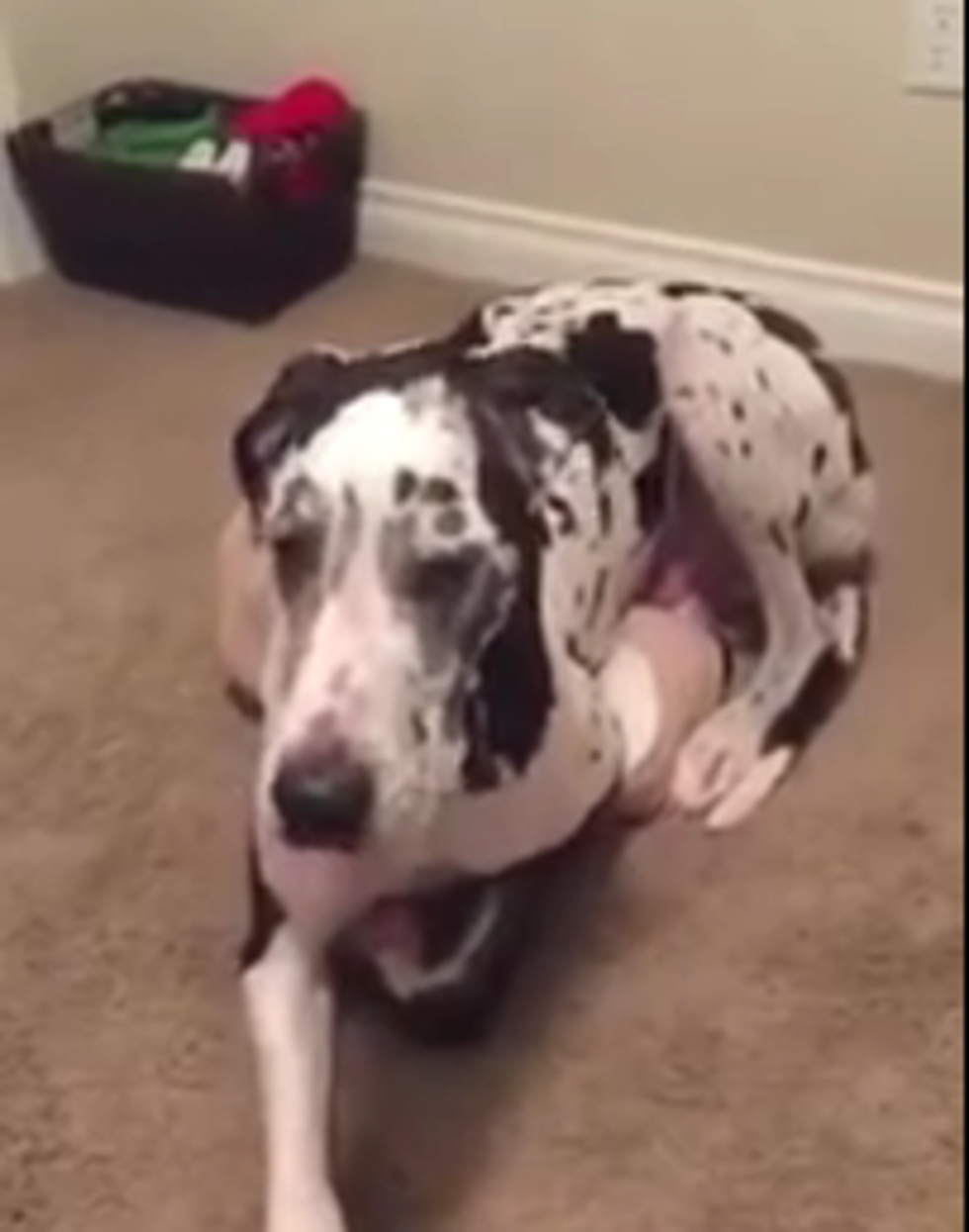 Great Dane Is Too Big For Dog Bed [Video]