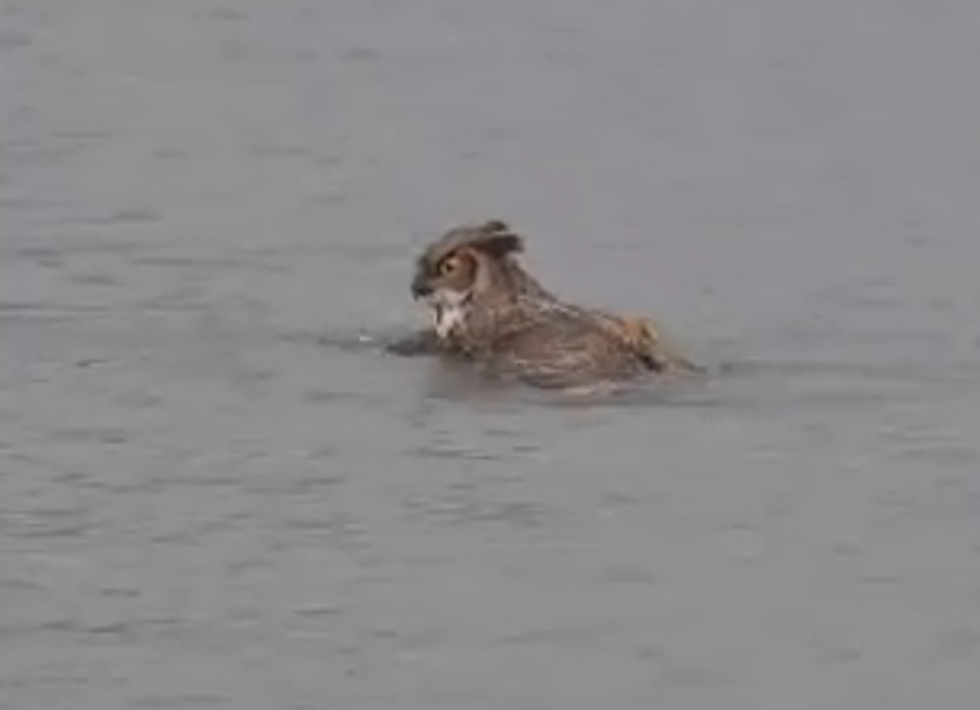 A Great Horned Owl Swims Across Lake Michigan [Video]