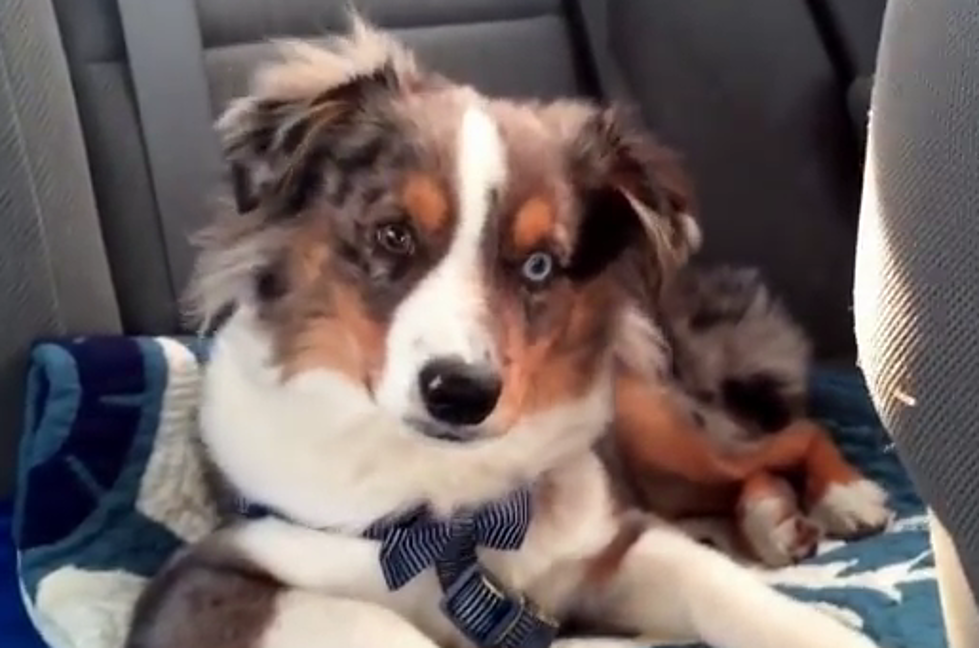 Puppy Wakes Up To His Favorite Song ‘Let It Go’ [Video]
