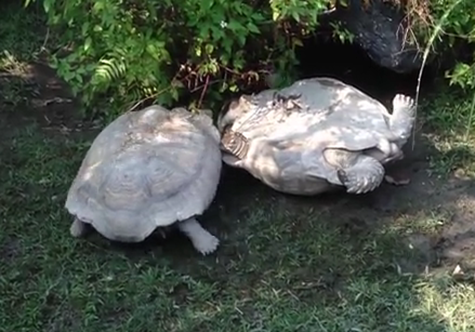 A Tortoise Is Saved By Another Tortoise [VIDEO]