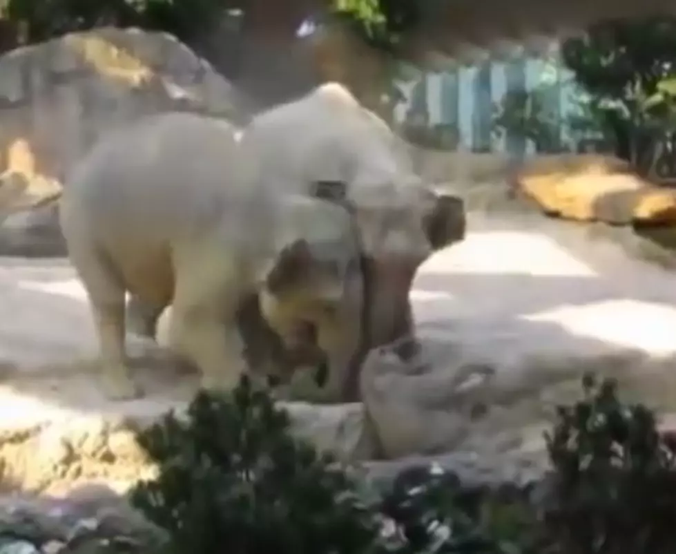 Best Parents Ever! Baby Elephant Falls And You&#8217;ll Never Guess What Happens Next [VIDEO]