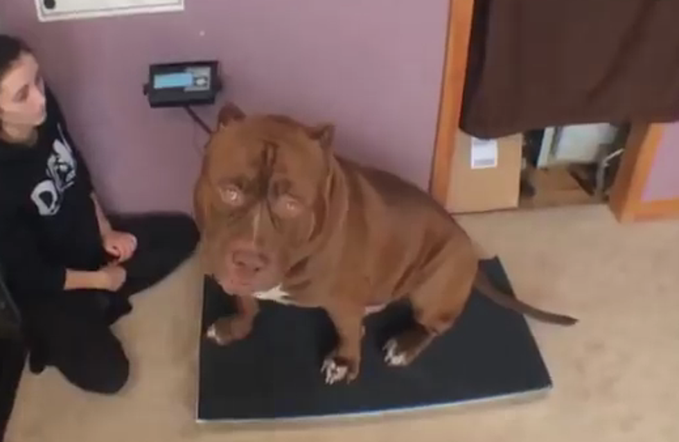 174-Pound Dog Is The Biggest Pit Bull In America [VIDEO]
